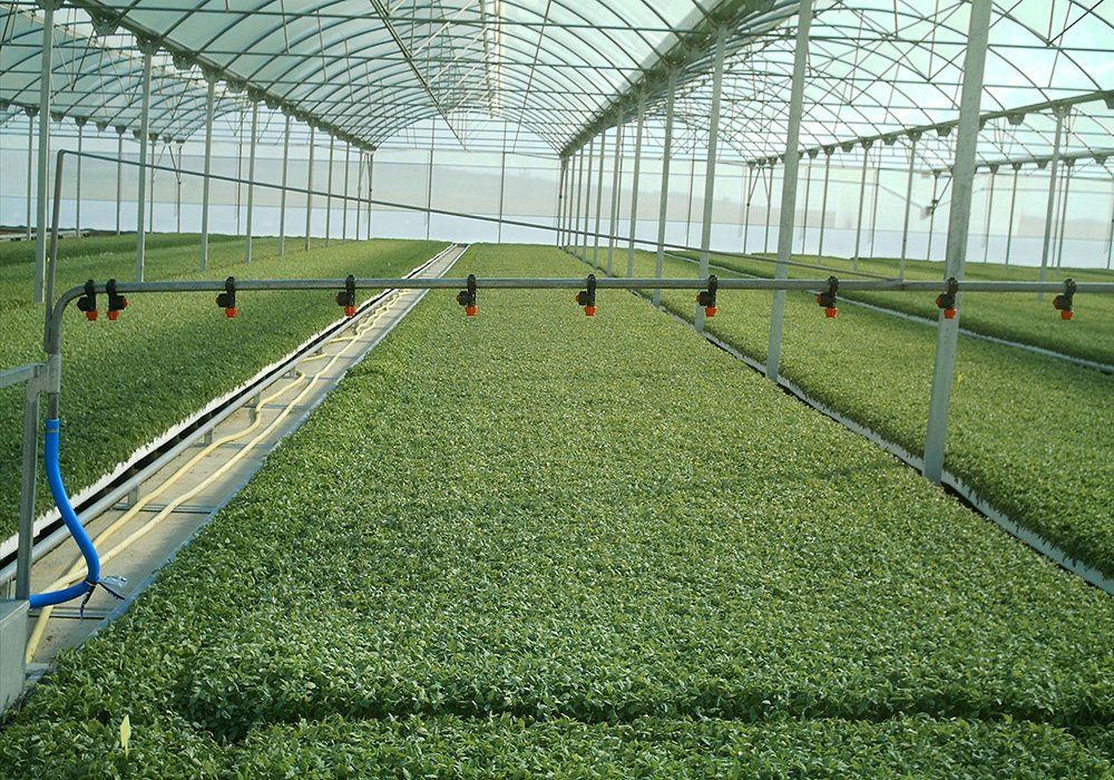 Cooperativa Agrícola San Isidro